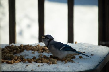 Bu güzel mavi alakarga kuşu cam sehpaya fıstık almaya geldi. Bu korvid siyah, mavi ve beyaz tüyleriyle çok güzel. Etrafı yiyeceklerle çevrili. Beyaz karlı bir arka plan var.