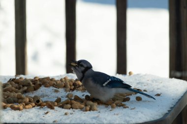 Bu güzel mavi alakarga kuşu cam sehpaya fıstık almaya geldi. Bu korvid siyah, mavi ve beyaz tüyleriyle çok güzel. Etrafı yiyeceklerle çevrili. Beyaz karlı bir arka plan var.