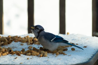 Bu güzel mavi alakarga kuşu cam sehpaya fıstık almaya geldi. Bu korvid siyah, mavi ve beyaz tüyleriyle çok güzel. Etrafı yiyeceklerle çevrili. Beyaz karlı bir arka plan var.