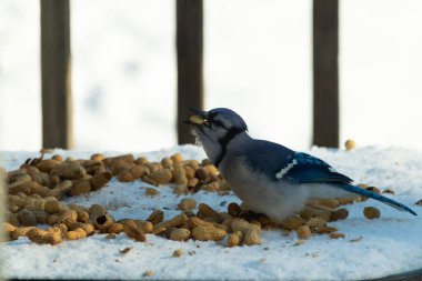 Bu güzel mavi alakarga kuşu cam sehpaya fıstık almaya geldi. Bu korvid siyah, mavi ve beyaz tüyleriyle çok güzel. Etrafı yiyeceklerle çevrili. Beyaz karlı bir arka plan var.