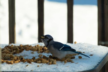 Bu güzel mavi alakarga kuşu cam sehpaya fıstık almaya geldi. Bu korvid siyah, mavi ve beyaz tüyleriyle çok güzel. Etrafı yiyeceklerle çevrili. Beyaz karlı bir arka plan var.