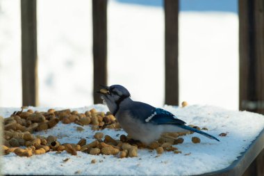 Bu güzel mavi alakarga kuşu cam sehpaya fıstık almaya geldi. Bu korvid siyah, mavi ve beyaz tüyleriyle çok güzel. Etrafı yiyeceklerle çevrili. Beyaz karlı bir arka plan var.