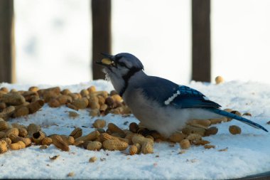 Bu güzel mavi alakarga kuşu cam sehpaya fıstık almaya geldi. Bu korvid siyah, mavi ve beyaz tüyleriyle çok güzel. Etrafı yiyeceklerle çevrili. Beyaz karlı bir arka plan var.