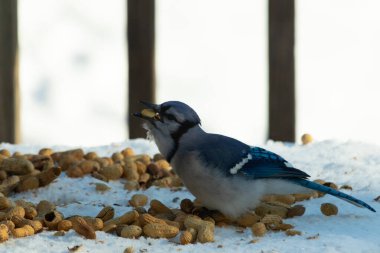Bu güzel mavi alakarga kuşu cam sehpaya fıstık almaya geldi. Bu korvid siyah, mavi ve beyaz tüyleriyle çok güzel. Etrafı yiyeceklerle çevrili. Beyaz karlı bir arka plan var.