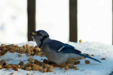 Bu güzel mavi alakarga kuşu cam sehpaya fıstık almaya geldi. Bu korvid siyah, mavi ve beyaz tüyleriyle çok güzel. Etrafı yiyeceklerle çevrili. Beyaz karlı bir arka plan var.