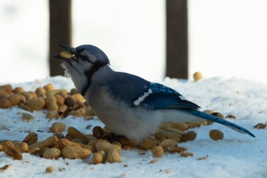 Bu güzel mavi alakarga kuşu cam sehpaya fıstık almaya geldi. Bu korvid siyah, mavi ve beyaz tüyleriyle çok güzel. Etrafı yiyeceklerle çevrili. Beyaz karlı bir arka plan var.
