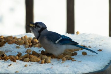 Bu güzel mavi alakarga kuşu cam sehpaya fıstık almaya geldi. Bu korvid siyah, mavi ve beyaz tüyleriyle çok güzel. Etrafı yiyeceklerle çevrili. Beyaz karlı bir arka plan var.