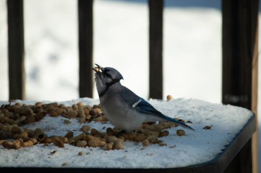Bu güzel mavi alakarga kuşu cam sehpaya fıstık almaya geldi. Bu korvid siyah, mavi ve beyaz tüyleriyle çok güzel. Etrafı yiyeceklerle çevrili. Beyaz karlı bir arka plan var.