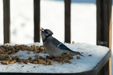 Bu güzel mavi alakarga kuşu cam sehpaya fıstık almaya geldi. Bu korvid siyah, mavi ve beyaz tüyleriyle çok güzel. Etrafı yiyeceklerle çevrili. Beyaz karlı bir arka plan var.