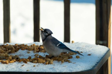 Bu güzel mavi alakarga kuşu cam sehpaya fıstık almaya geldi. Bu korvid siyah, mavi ve beyaz tüyleriyle çok güzel. Etrafı yiyeceklerle çevrili. Beyaz karlı bir arka plan var.