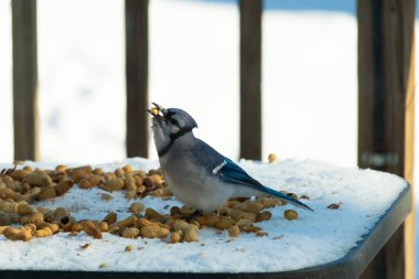 Bu güzel mavi alakarga kuşu cam sehpaya fıstık almaya geldi. Bu korvid siyah, mavi ve beyaz tüyleriyle çok güzel. Etrafı yiyeceklerle çevrili. Beyaz karlı bir arka plan var.