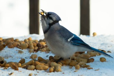 Bu güzel mavi alakarga kuşu cam sehpaya fıstık almaya geldi. Bu korvid siyah, mavi ve beyaz tüyleriyle çok güzel. Etrafı yiyeceklerle çevrili. Beyaz karlı bir arka plan var.