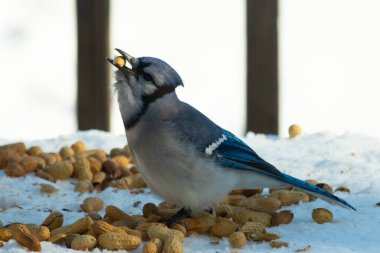 Bu güzel mavi alakarga kuşu cam sehpaya fıstık almaya geldi. Bu korvid siyah, mavi ve beyaz tüyleriyle çok güzel. Etrafı yiyeceklerle çevrili. Beyaz karlı bir arka plan var.