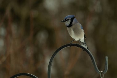 Bu güzel mavi karga kuşu, bu fotoğrafı çektiğimde çobanın kancasına geldi. Mavi ve beyaz tüyler siyah arkaplandan öne çıkıyor. Pençeleri siyah metal çubuğu tutuyor..