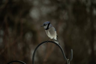 Bu güzel mavi karga kuşu, bu fotoğrafı çektiğimde çobanın kancasına geldi. Mavi ve beyaz tüyler siyah arkaplandan öne çıkıyor. Pençeleri siyah metal çubuğu tutuyor..