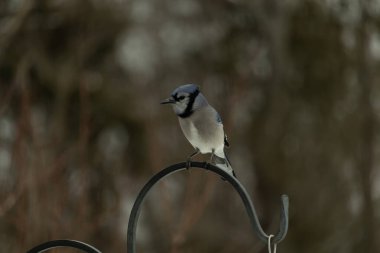 Bu güzel mavi karga kuşu, bu fotoğrafı çektiğimde çobanın kancasına geldi. Mavi ve beyaz tüyler siyah arkaplandan öne çıkıyor. Pençeleri siyah metal çubuğu tutuyor..