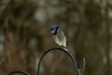 Bu güzel mavi karga kuşu, bu fotoğrafı çektiğimde çobanın kancasına geldi. Mavi ve beyaz tüyler siyah arkaplandan öne çıkıyor. Pençeleri siyah metal çubuğu tutuyor..