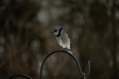 Bu güzel mavi karga kuşu, bu fotoğrafı çektiğimde çobanın kancasına geldi. Mavi ve beyaz tüyler siyah arkaplandan öne çıkıyor. Pençeleri siyah metal çubuğu tutuyor..