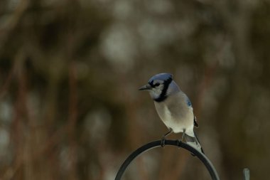 Bu güzel mavi karga kuşu, bu fotoğrafı çektiğimde çobanın kancasına geldi. Mavi ve beyaz tüyler siyah arkaplandan öne çıkıyor. Pençeleri siyah metal çubuğu tutuyor..
