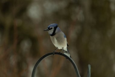 Bu güzel mavi karga kuşu, bu fotoğrafı çektiğimde çobanın kancasına geldi. Mavi ve beyaz tüyler siyah arkaplandan öne çıkıyor. Pençeleri siyah metal çubuğu tutuyor..
