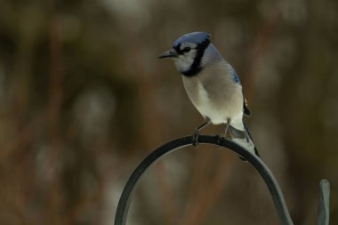 Bu güzel mavi karga kuşu, bu fotoğrafı çektiğimde çobanın kancasına geldi. Mavi ve beyaz tüyler siyah arkaplandan öne çıkıyor. Pençeleri siyah metal çubuğu tutuyor..