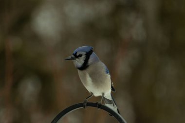 Bu güzel mavi karga kuşu, bu fotoğrafı çektiğimde çobanın kancasına geldi. Mavi ve beyaz tüyler siyah arkaplandan öne çıkıyor. Pençeleri siyah metal çubuğu tutuyor..