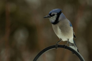 Bu güzel mavi karga kuşu, bu fotoğrafı çektiğimde çobanın kancasına geldi. Mavi ve beyaz tüyler siyah arkaplandan öne çıkıyor. Pençeleri siyah metal çubuğu tutuyor..