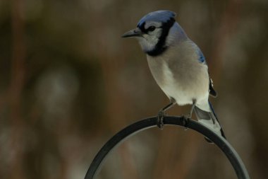 Bu güzel mavi karga kuşu, bu fotoğrafı çektiğimde çobanın kancasına geldi. Mavi ve beyaz tüyler siyah arkaplandan öne çıkıyor. Pençeleri siyah metal çubuğu tutuyor..