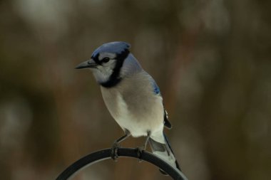 Bu güzel mavi karga kuşu, bu fotoğrafı çektiğimde çobanın kancasına geldi. Mavi ve beyaz tüyler siyah arkaplandan öne çıkıyor. Pençeleri siyah metal çubuğu tutuyor..