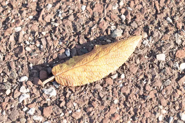 Fotoğrafı çektiğimde bu güzel yaprak yerde yatıyordu. Cildindeki kırışıklıkları ve içinde akan küçük damarları seviyorum. Bu deri yapraklı viburnum 'dan geliyor..