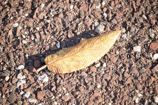 Fotoğrafı çektiğimde bu güzel yaprak yerde yatıyordu. Cildindeki kırışıklıkları ve içinde akan küçük damarları seviyorum. Bu deri yapraklı viburnum 'dan geliyor..