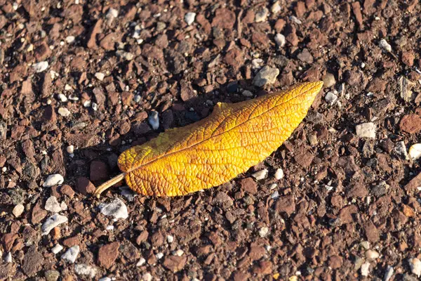 Fotoğrafı çektiğimde bu güzel yaprak yerde yatıyordu. Cildindeki kırışıklıkları ve içinde akan küçük damarları seviyorum. Bu deri yapraklı viburnum 'dan geliyor..