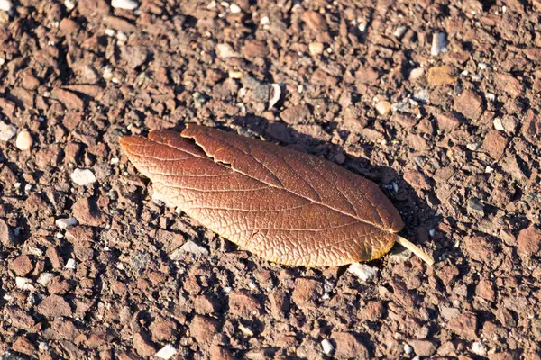 Fotoğrafı çektiğimde bu güzel yaprak yerde yatıyordu. Cildindeki kırışıklıkları ve içinde akan küçük damarları seviyorum. Bu deri yapraklı viburnum 'dan geliyor..