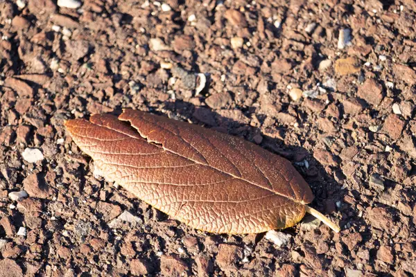 Fotoğrafı çektiğimde bu güzel yaprak yerde yatıyordu. Cildindeki kırışıklıkları ve içinde akan küçük damarları seviyorum. Bu deri yapraklı viburnum 'dan geliyor..