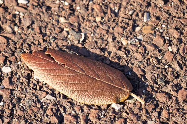 Fotoğrafı çektiğimde bu güzel yaprak yerde yatıyordu. Cildindeki kırışıklıkları ve içinde akan küçük damarları seviyorum. Bu deri yapraklı viburnum 'dan geliyor..