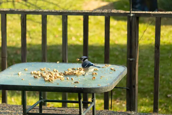 Cam masada sevimli mavi bir kuş görülmüş. Bu Corvid 'in gagasında bir fıstık var ve uçmaya hazır. Bu kuşların mavi, siyah ve gri renklerini ve küçük Mohawk 'ı seviyorum..