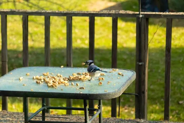 Cam masada sevimli mavi bir kuş görülmüş. Bu Corvid 'in gagasında bir fıstık var ve uçmaya hazır. Bu kuşların mavi, siyah ve gri renklerini ve küçük Mohawk 'ı seviyorum..