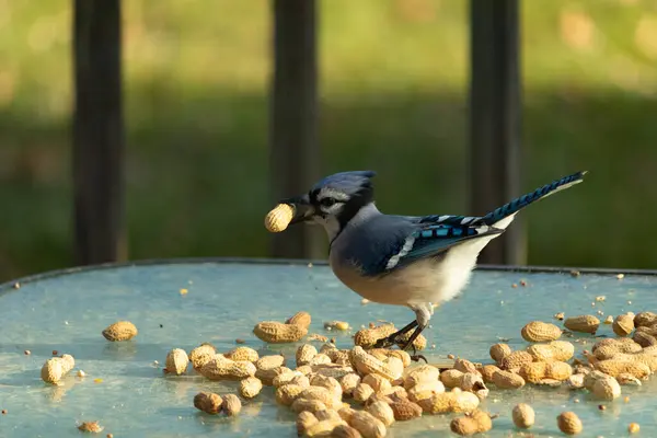 Cam masada sevimli mavi bir kuş görülmüş. Bu Corvid 'in gagasında bir fıstık var ve uçmaya hazır. Bu kuşların mavi, siyah ve gri renklerini ve küçük Mohawk 'ı seviyorum..