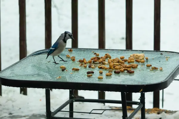 Bu güzel mavi alakarga yemek için cam masaya geldi. Güzel kuşun etrafı fıstıklarla çevrili. Bu çok soğuk bir görüntü. Yerde kar ve her yerde mavi renkler.
