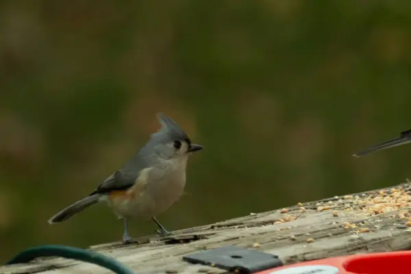 Ben onun resmini çekerken bu küçük, şirin meme faresi ahşap korkuluklara oturdu. Küçük Mohawk 'lı küçük, şirin gri vücudu. Bu kuş biraz kuş yemi istiyor..