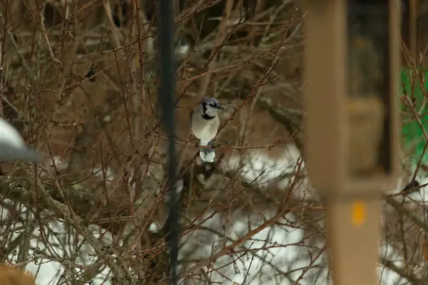 Bu mavi karga kuşu bu ağacın dallarına tünemiş. Kahverengi uzuvlar ve yapraksız dallar kış mevsimini gösteriyor. Bu korvid 'in güzel renkleri öne çıkıyor..