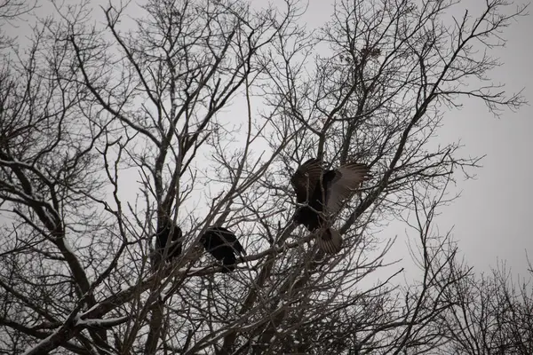 Bu akbabalar ve tüneyenler bu ağacın dallarında birlikte. Bunlar kara akbaba ve akbaba. Büyük siyah vücutları çıplak bacaklarında asılı. Kış mevsimindeyiz.