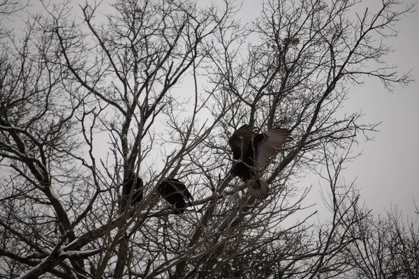 Bu akbabalar ve tüneyenler bu ağacın dallarında birlikte. Bunlar kara akbaba ve akbaba. Büyük siyah vücutları çıplak bacaklarında asılı. Kış mevsimindeyiz.