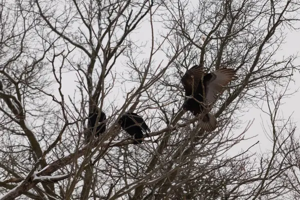 Bu akbabalar ve tüneyenler bu ağacın dallarında birlikte. Bunlar kara akbaba ve akbaba. Büyük siyah vücutları çıplak bacaklarında asılı. Kış mevsimindeyiz.