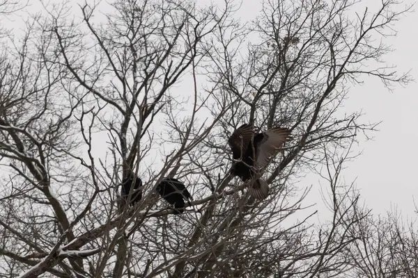 Bu akbabalar ve tüneyenler bu ağacın dallarında birlikte. Bunlar kara akbaba ve akbaba. Büyük siyah vücutları çıplak bacaklarında asılı. Kış mevsimindeyiz.