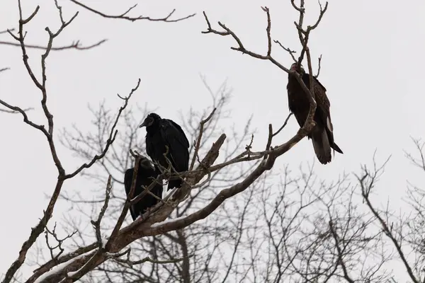 Bu akbabalar ve tüneyenler bu ağacın dallarında birlikte. Bunlar kara akbaba ve akbaba. Büyük siyah vücutları çıplak bacaklarında asılı. Kış mevsimindeyiz.