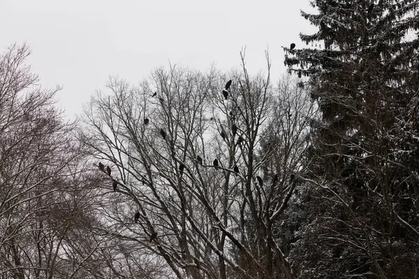 Bu ağaçta tünemiş bir sürü akbaba vardı. Bunlar kara akbaba ve hindi akbabaları. Onlar çok büyük siyah kuşlar. Bu görüntü çok soğuk görünüyor. Dallar kıştan dolayı yapraklardan çıplak..