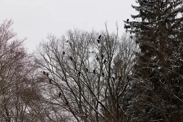 Bu ağaçta tünemiş bir sürü akbaba vardı. Bunlar kara akbaba ve hindi akbabaları. Onlar çok büyük siyah kuşlar. Bu görüntü çok soğuk görünüyor. Dallar kıştan dolayı yapraklardan çıplak..