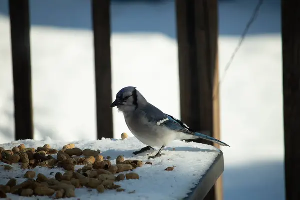 Mavi alakarga kuşunun fıstık almaya geldiği çok güzel bir sahne. Corvid 'in parlak mavi renkleri etraftaki güzel beyaz karların arasında duruyor..