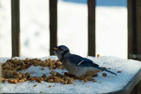 Bu güzel mavi alakarga kuşu cam sehpaya fıstık almaya geldi. Bu korvid siyah, mavi ve beyaz tüyleriyle çok güzel. Etrafı yiyeceklerle çevrili. Beyaz karlı bir arka plan var.